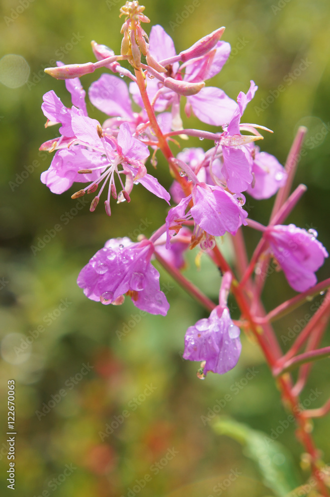 Pink blooming Sally plant and flowers Pink blooming Sally plant and flowers