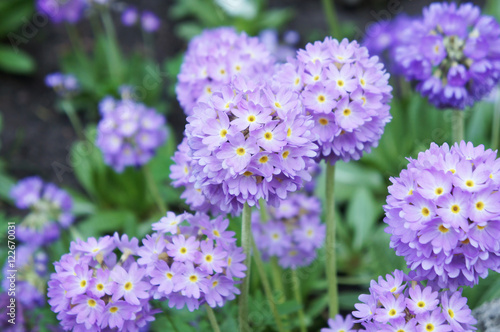 Purple primula denticulata flowers