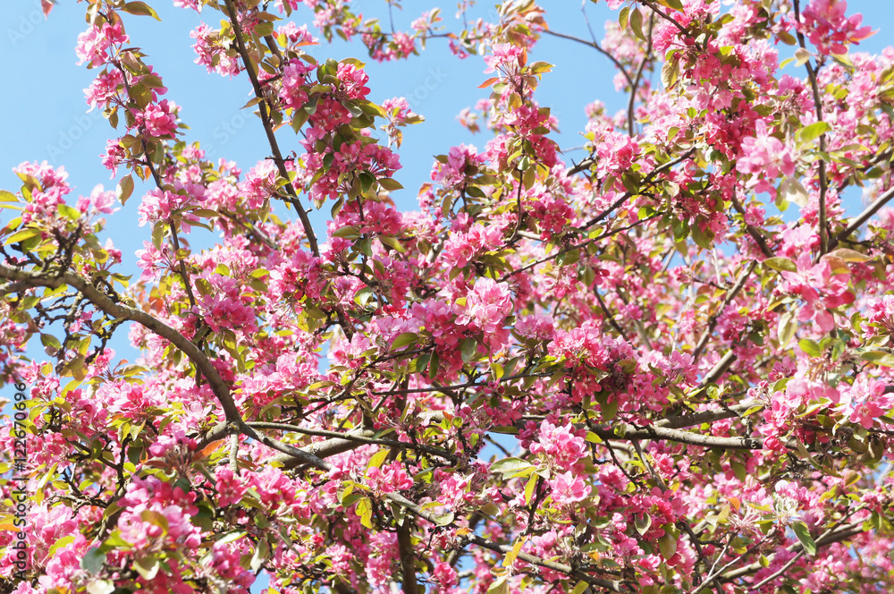Obraz premium Blossoming apple tree, red colored flowers