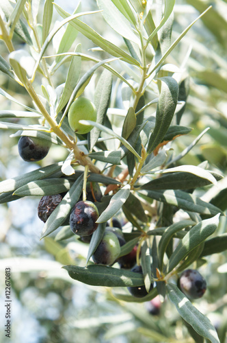 Branch of oliva tree