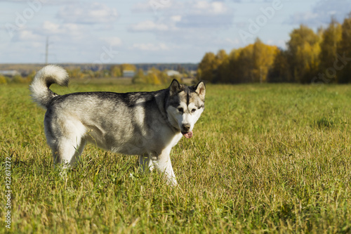 Sled dog breed Malamute © oleghz