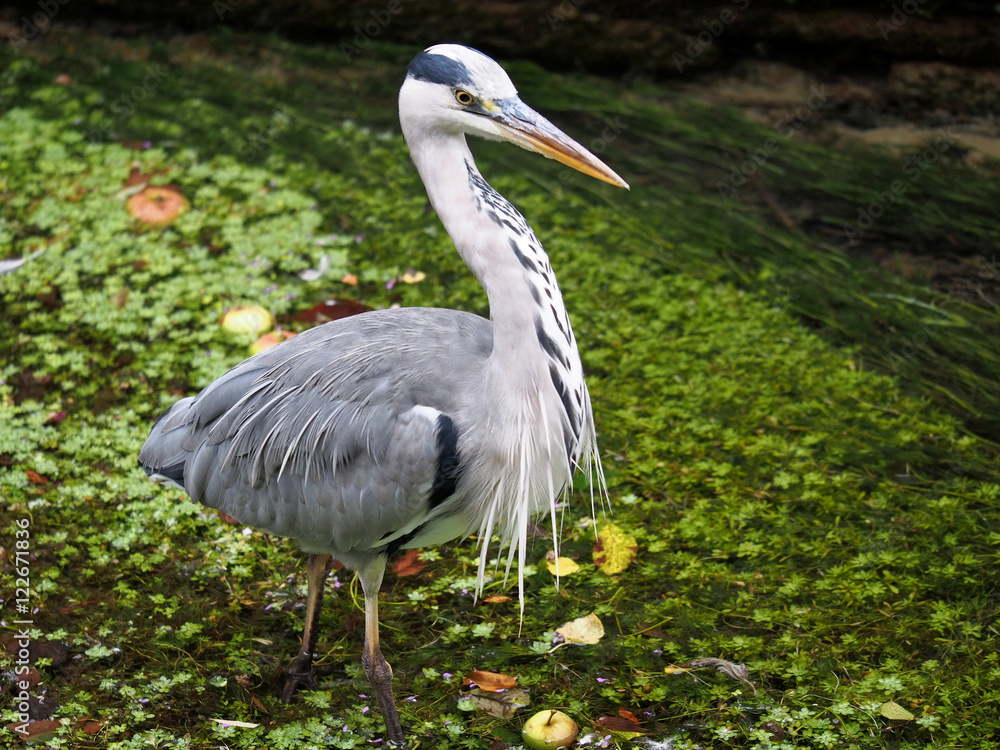 Fototapeta premium Grey Heron in River