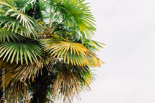 Part of palm tree on white background © Marcell Faber