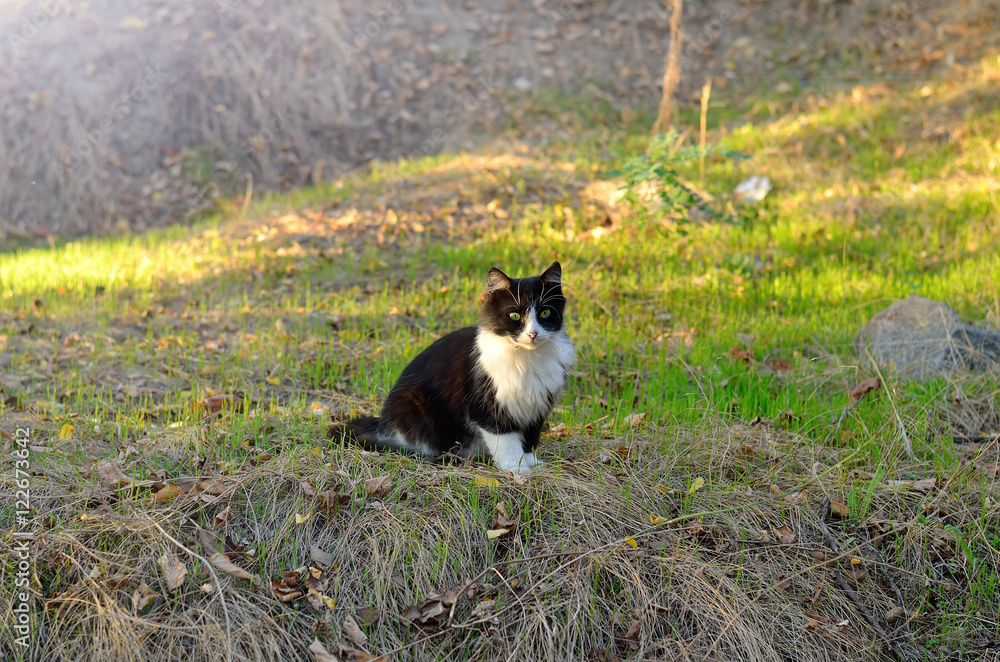 Black and white cat sitting on the grass. Black and white cat sitting on the grass.