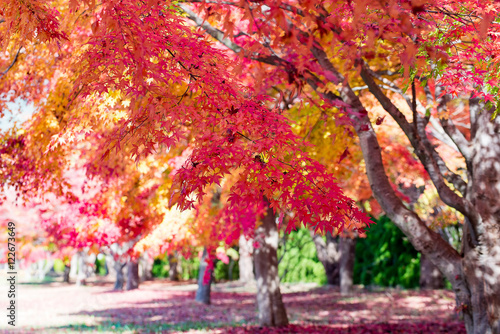 red maple leaves in autumn forest