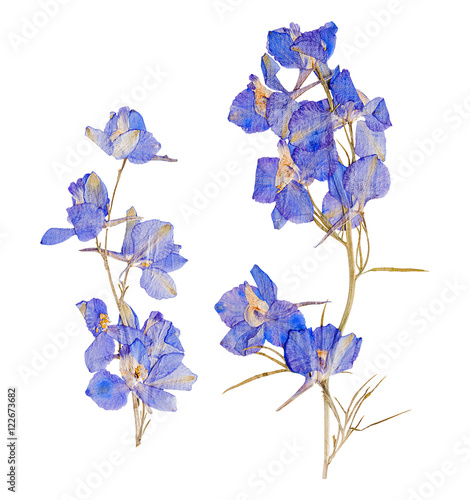 Fototapeta Naklejka Na Ścianę i Meble -  Blue dried pressed flowers