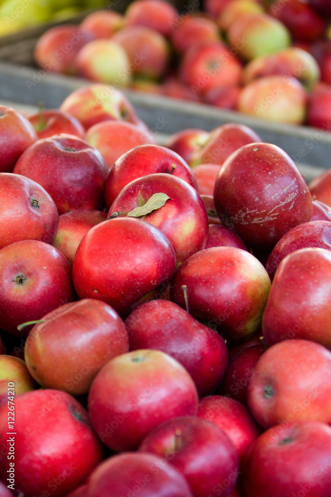 Orchard Apples Orchard Apples