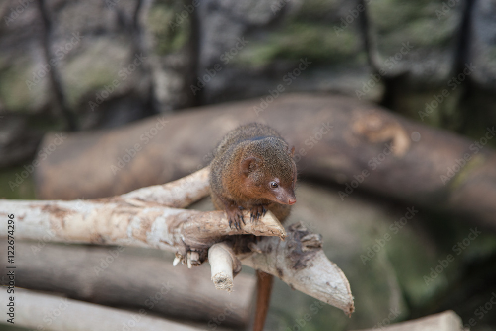 Mongoose on branch Mongoose on branch