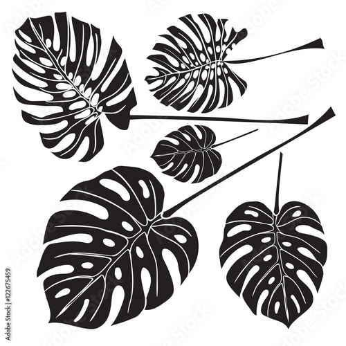 Silhouette tropical monstera leaves. Black isolated on white background