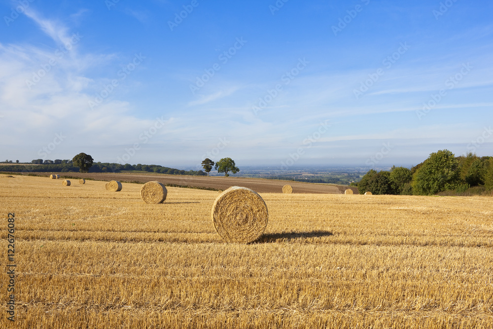 Fototapeta premium scenic harvest landscape
