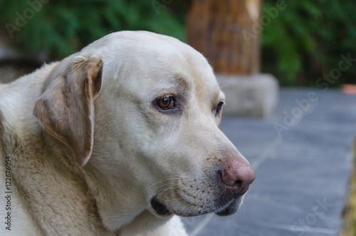 Labrador retriever portrait © Alfonsodetomas