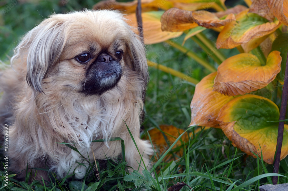 Pekingese dog
Pekingese dog