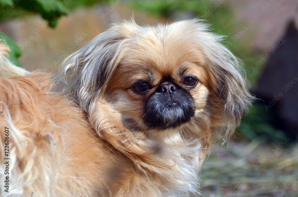 Pekingese dog
Pekingese dog