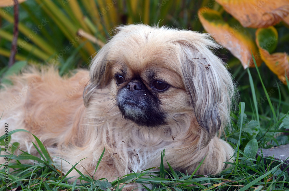 Pekingese dog
Pekingese dog