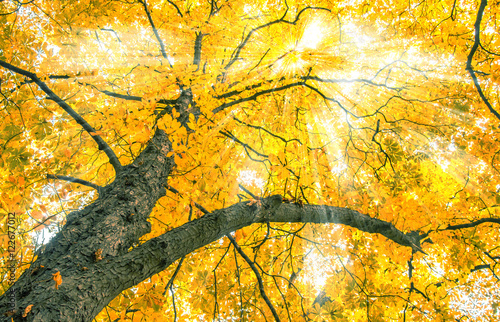 golden leuchtende Baumkrone im Wald, Herbst, Sonnenstrahlen, 