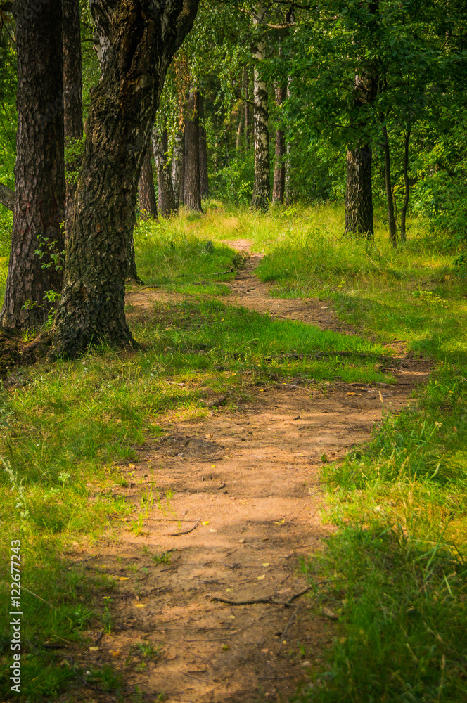 Fototapeta premium Walking through a forest one sunny day. 