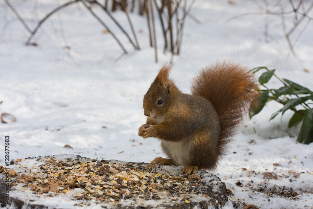 Fototapeta premium Neugieriges Eichhörnchen frisst Nüsse