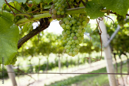 Vineyard with green grapes in Valdobiaddene, Italy.  photo