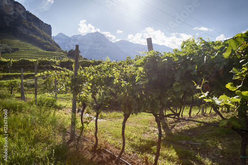 Vineyard with green and yellow sunny leaves in Italy. Agricultural nature for Prosecco wineries