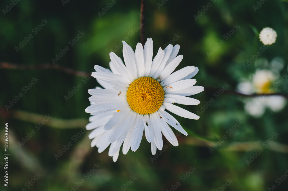 Fototapeta premium Daisy