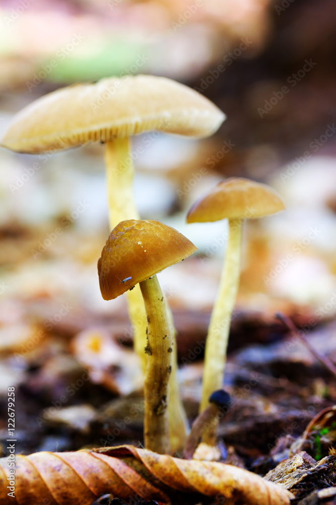 forest Mushrooms In A Clearing Among The Fallen Leaves On Natural Background In Natural Habitat Close Up. Shallow Depth Of Field forest Mushrooms In A Clearing Among The Fallen Leaves On Natural Background In Natural Habitat Close Up. Shallow Depth Of Field
