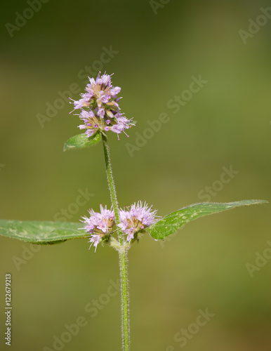 Macrophotographie d une fleur sauvage  Menthe des champs  Mentha arvensis 