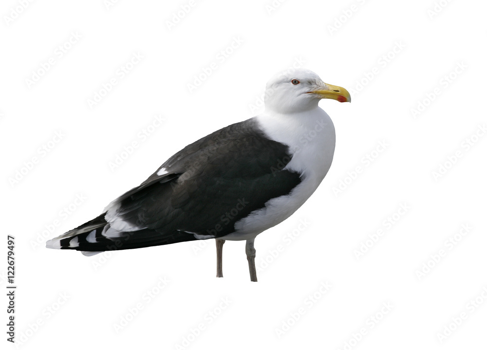 Great black-backed gull, Larus marinus Great black-backed gull, Larus marinus