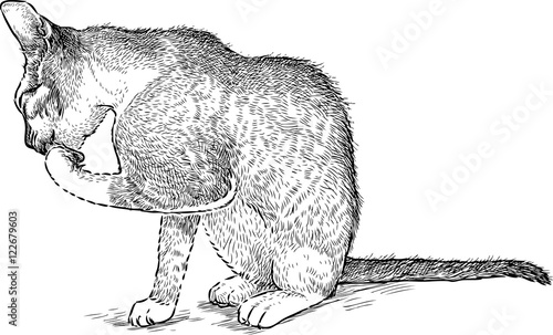 kitten licks a paw