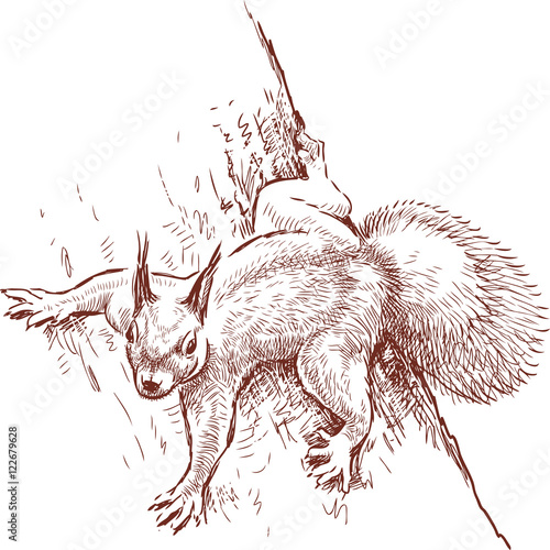 wild squirrel in a forest