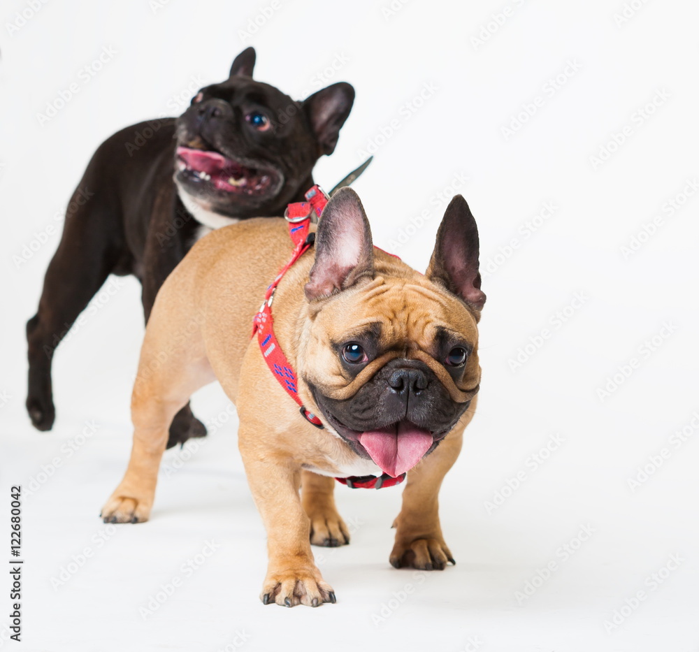 Animals. Two dogs black and  beige, French Bulldog, white isolat