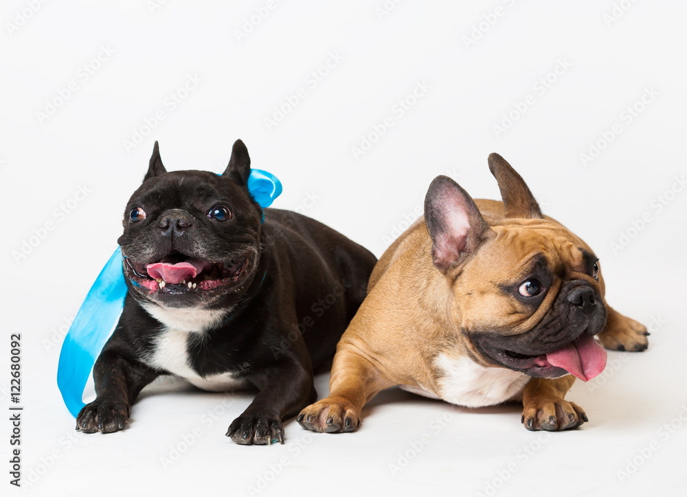 Animals. Two dogs black and beige, French Bulldog, white isolat Animals. Two dogs black and beige, French Bulldog, white isolat