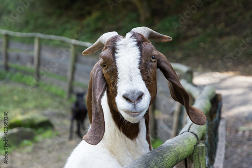 Cuadro en lienzo Boer goat watching around corral