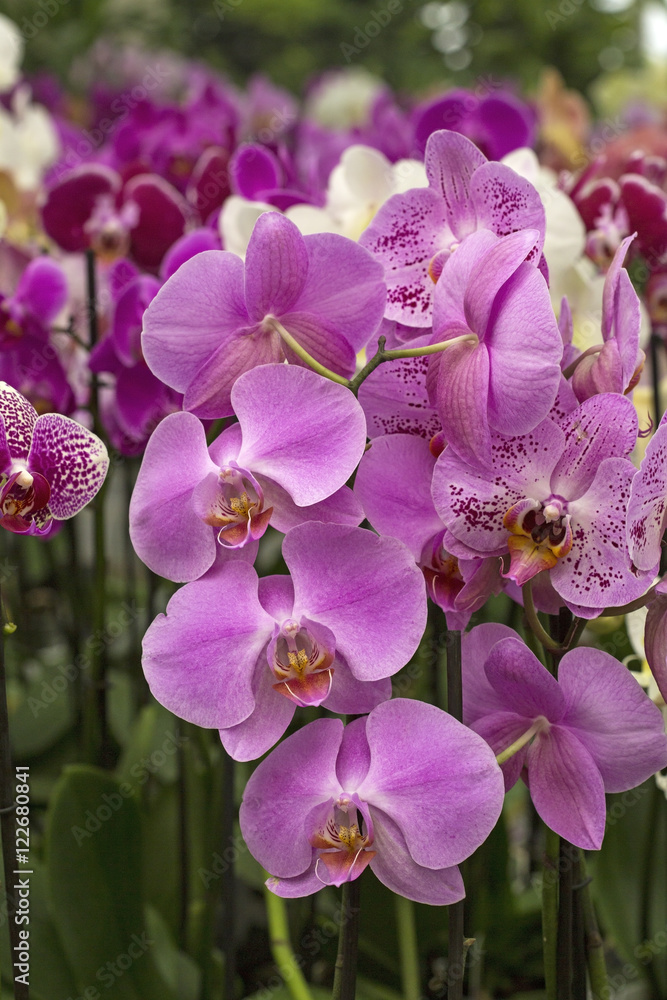 Pink orchids Pink orchids
