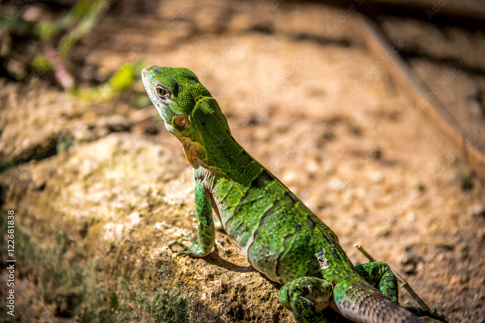 Green Lizard - Tulum, Mexico Green Lizard - Tulum, Mexico