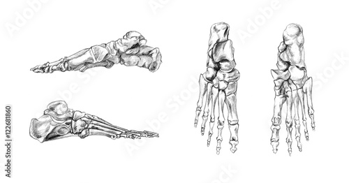 Hand drawn medical illustration drawing with imitation of lithography: Bones of foot photo