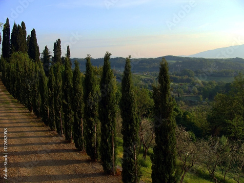 Alley of cypress