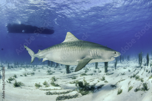 Shark in Bahamas