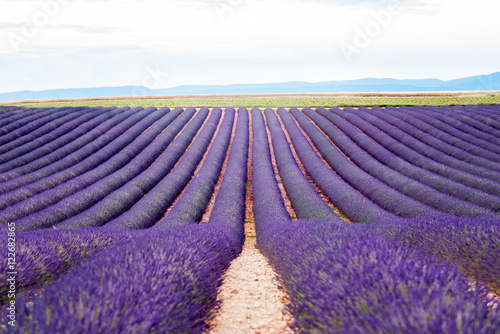 Beautiful landscape of lavender field in Provence in France