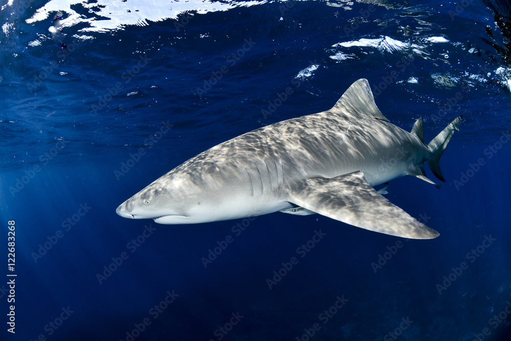 Fototapeta premium Shark in Bahamas