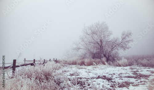 Lone tree in foggy winter landscape with rustic fence