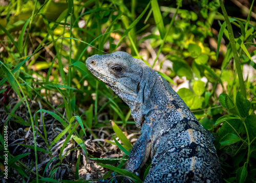 Iguana - Tulum  Mexico