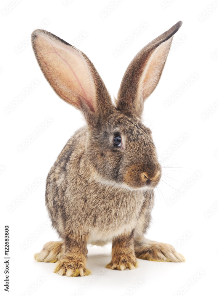 Brown rabbit. Brown rabbit.
