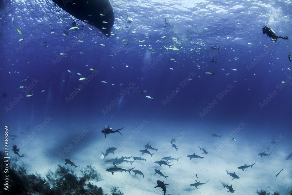 Fototapeta premium Wide view of school of sharks