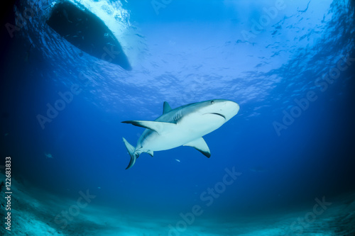 Shark in Bahamas © puntel