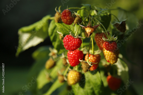 ripe organic raspberries on the bush
