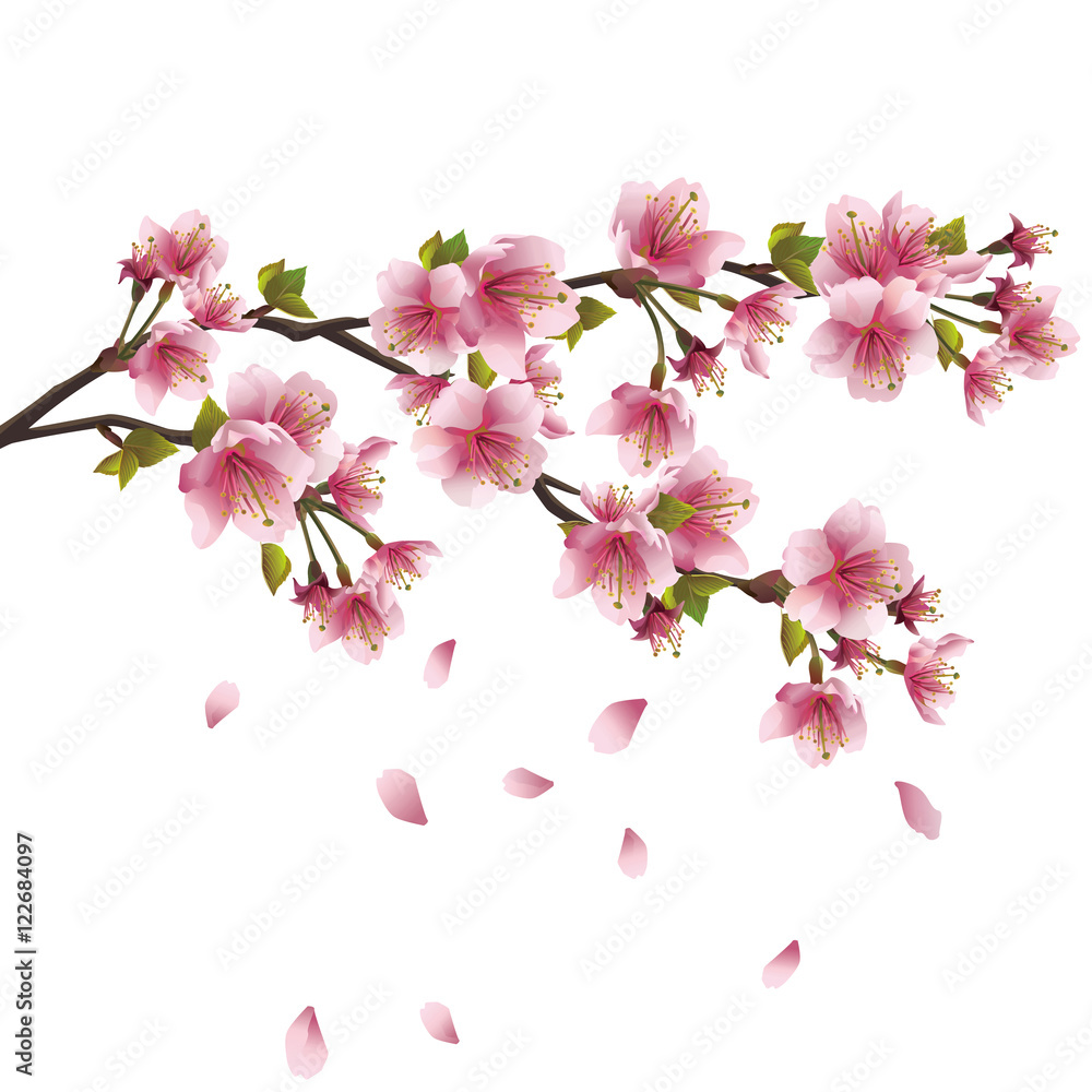 Naklejka premium Sakura blossom - Japanese cherry tree