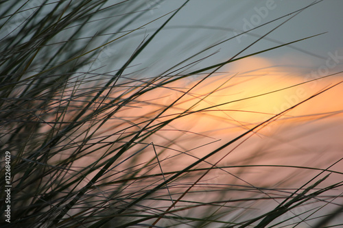 sunset reeds