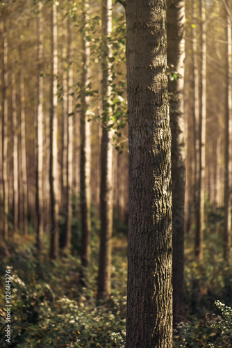 Tall autumn trees in deciduous forest with sunlight