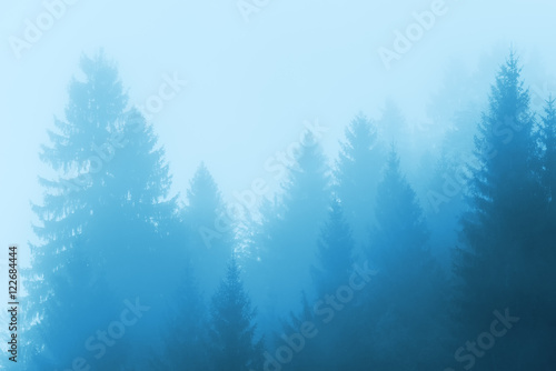 Pine tree forest in fog © Bits and Splits