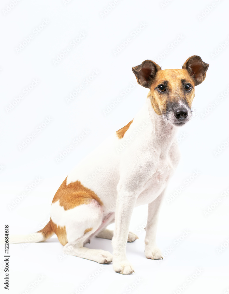 portrait of a fox terrier smooth haired, white background